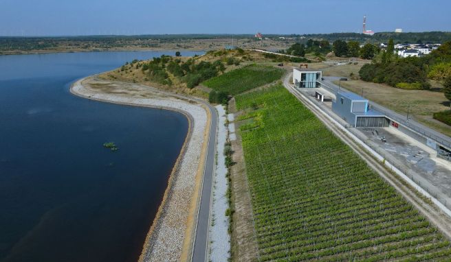 Toskana-Flair in der Lausitz: Weinanbau als Kulturlandschaft