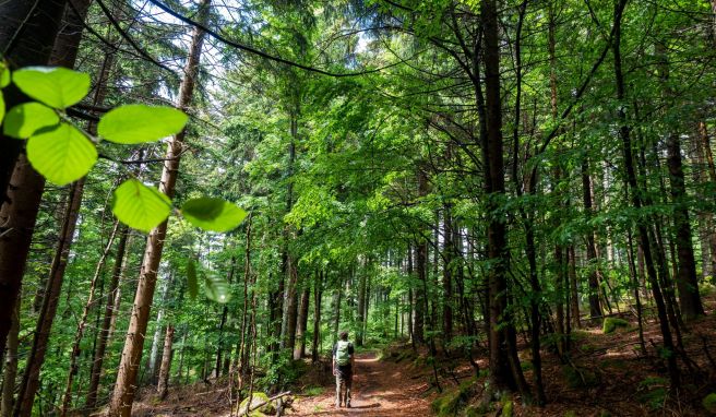 Unerwartete Ruhe: Immer wieder hat der Autor den Wald ganz für sich allein.