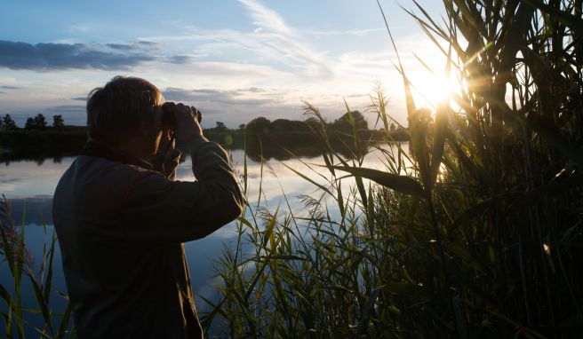 Unverzichtbar für die Vogelbeobachtung ist ein gutes Fernglas.