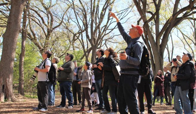 Unter dem Spitznamen «Birding Bob» ist DeCandido der wohl berühmteste Vogel-Beobachter New Yorks.