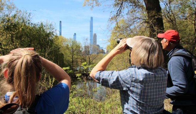 Der Vogelkundler Robert DeCandido alias «Birding Bob» führt eine Gruppe von Interessierten durch den Central Park.