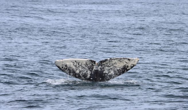 Vermutlich das Highlight vieler Urlauber: Wale. In Kalifornien schwimmen so ziemlich alle Arten von großen Walen von Norden nach Süden - und wieder zurück.