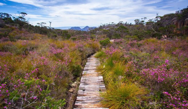 Diese Küstenwildnis lockt Outdoor-Freunde: Unterwegs auf dem Freycinet Experience Walk.