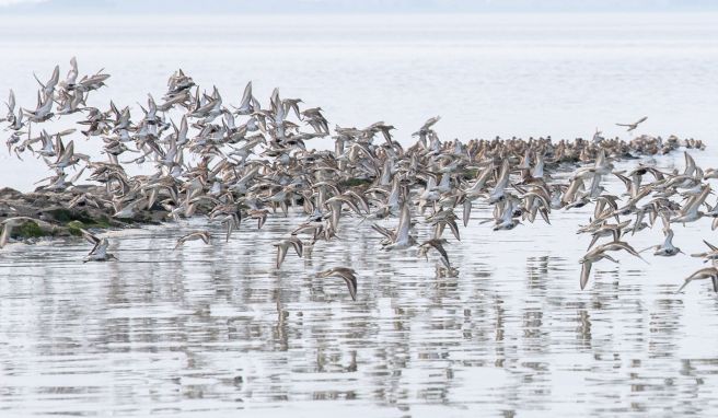 Wattenmeer soll mit Audioguide erlebbar werden