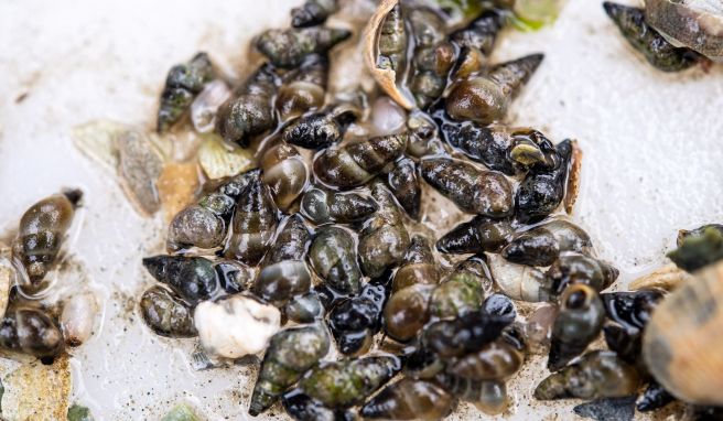 Die Wattschnecke gehört zu den «Small Five» des Wattenmeeres.