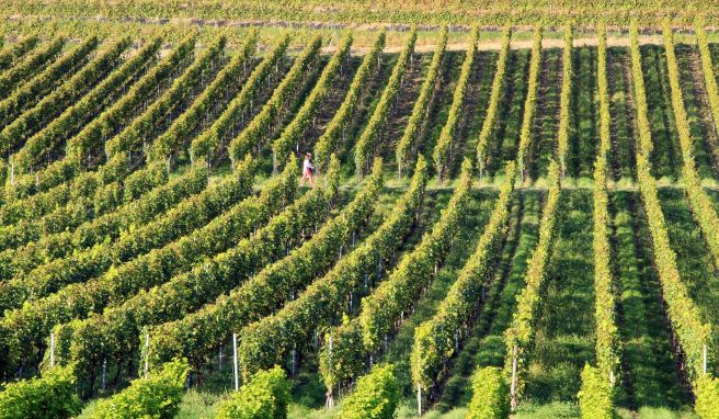 Reben in Reihe: Am Hohentwiel wird auch Wein angebaut.