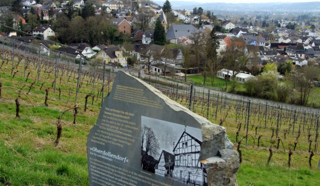 Der Weinanbau an den Steilhängen des Siebengebirges wurde von Mönchen begonnen.