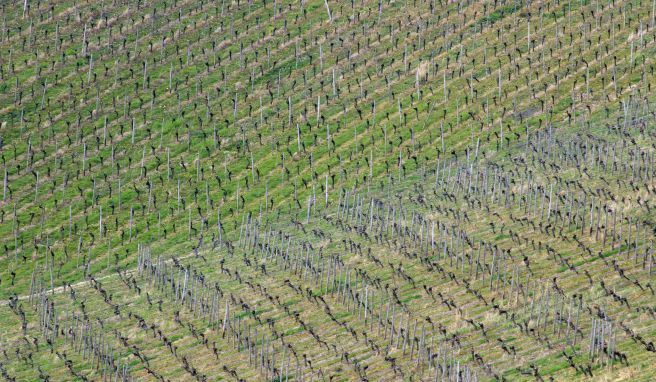 Die Steilhänge bieten ideale Bedingungen für den Anbau von Riesling.