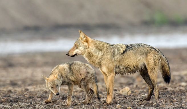 Ein Jährling mit einem Welpen ist Steffen Heiber vor die Kamera gelaufen: In der Lausitz sind die Wolfsterritorien ganz besonders gut besetzt.