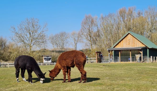 Alpakas grasen im Westküstenpark & Robbarium in St. Peter-Ording.