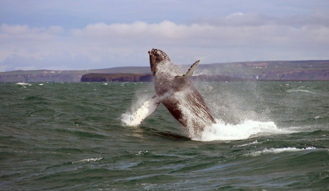 Húsavík ist bekannt für Whale Watching und wird als «Walhauptstadt» Islands bezeichnet.