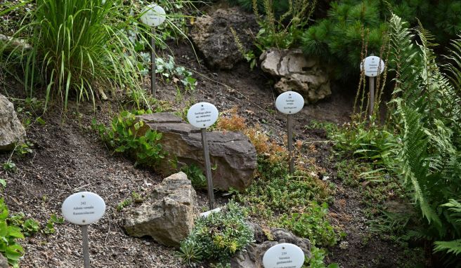 Kein botanischer Garten ohne Beschilderung. Wie in früheren Zeiten informieren die emaillierten Schilder die Besucher der Insel Siebenbergen über die zahlreichen Pflanzen.