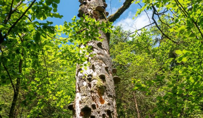 Zunderschwämme haben sich auf diesem Totholz verteilt. Einst wurden die Pilze gerne als Brennmaterial zum Anheizen genutzt.