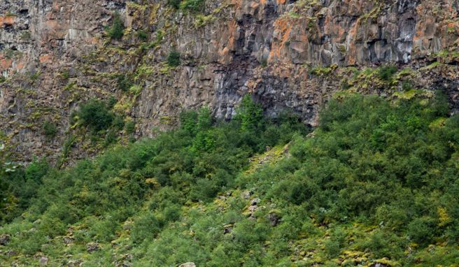 Eine Landschaft, die die Fantasie anregt: In isländischen Sagen heißt es, dass in Ásbyrgi noch Elfen und Trolle leben.