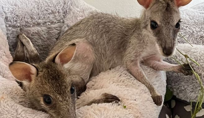 In warm gefütterten Säckchen ruhen sich auf der Lumholtz Lodge zwei Flinkwallabys auf.