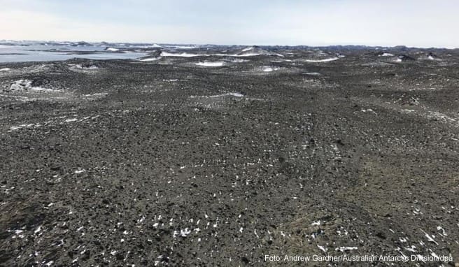 Die Antarktis ist ein Naturparadies und Lebensraum vieler Tierarten. Australien verfolgt nun Pläne, dort einen Flughafen zu bauen