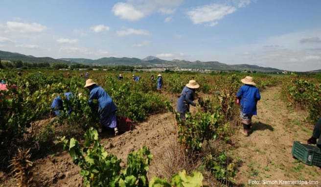 Tunesischer Wein soll dabei helfen, eine neue Art von Urlauber anzulocken - und das Land abseits der Strände bekannter zu machen