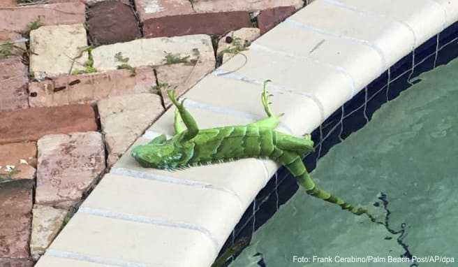 Kein Witz: Wetterdienst in Florida warnt vor abstürzenden Echsen